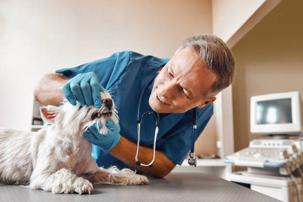 Best Mobile Emergency Dentist in Rehoboth Beach, DE